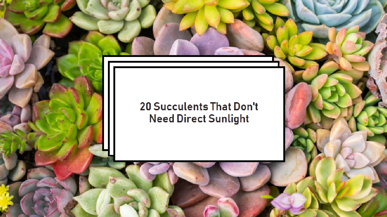 succulents that don't need sun