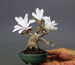 Flowering Bonsai