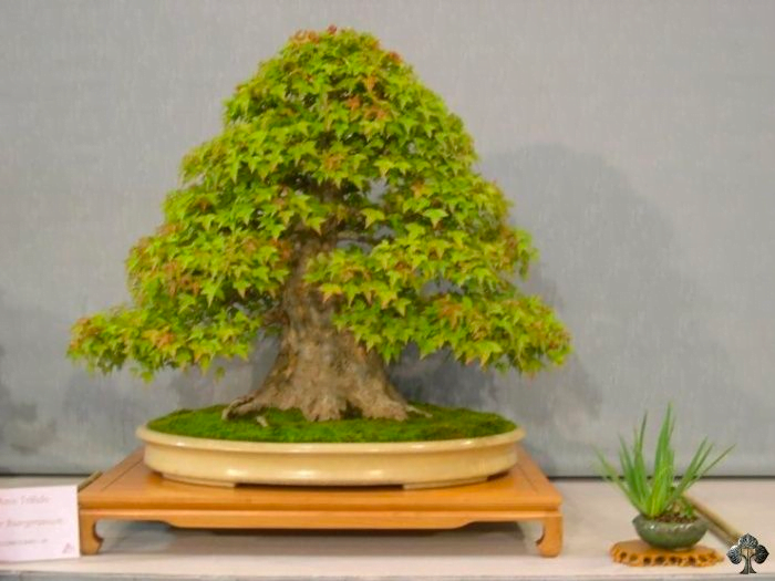 bonsai plants