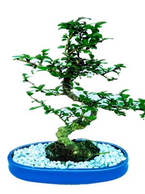 Carmona (Fukien Tea) Tree Bonsai Plant in Blue Ceramic Pot 4 Yrs