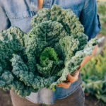 Watering-your-kale-plants-is-crucial-for-their-healthy-growth