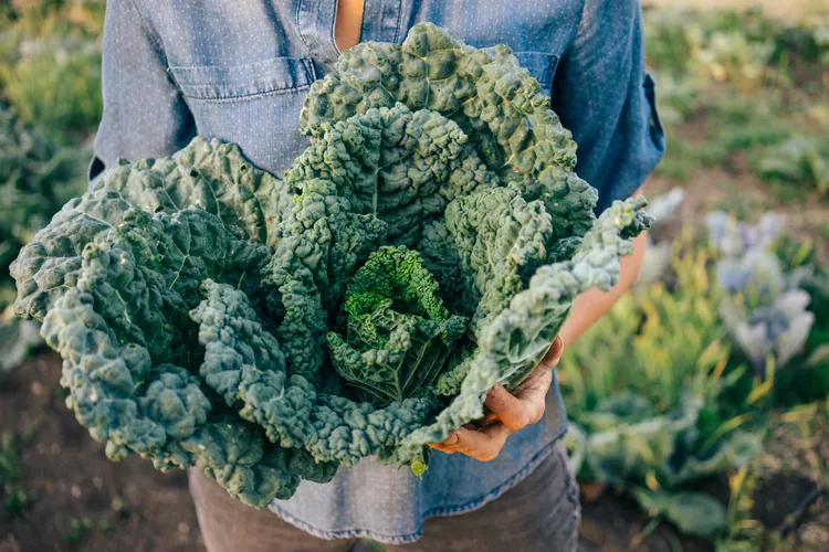 Watering-your-kale-plants-is-crucial-for-their-healthy-growth