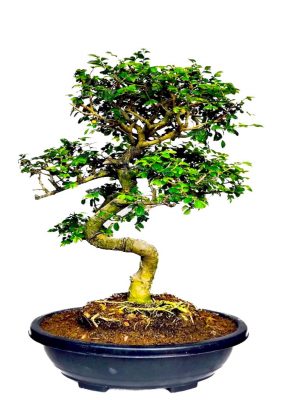 chinese elm bonsai tree 12 years old curved shaped in india for gifting home decor by Abana Homes