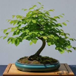 Chinese Elm Bonsai