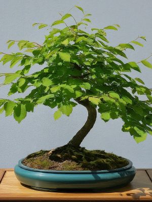 Chinese Elm Bonsai