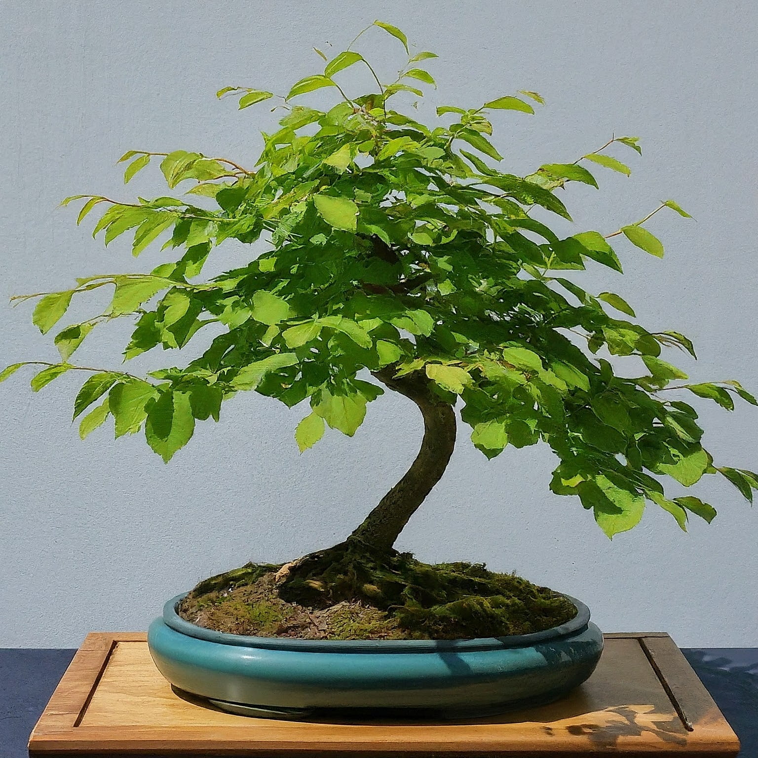 chinese elm bonsai tree by abanahomes