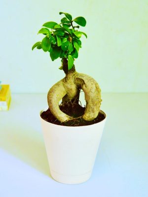 ficus bonsai plant in self watering pot for sale