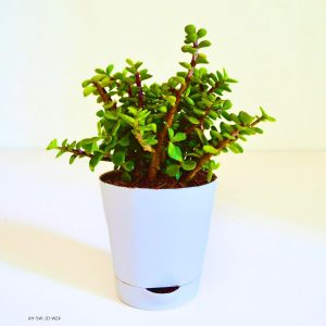 indoor plant in self wtering pot white