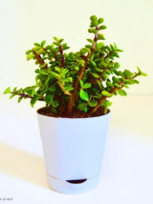 indoor plant in self wtering pot white