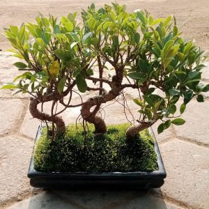 ficus bonsai tree Jungle Style set of 3