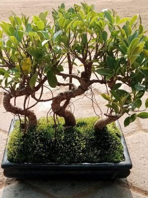 ficus bonsai tree Jungle Style set of 3