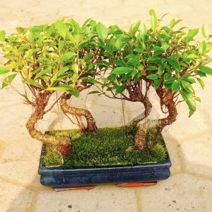 ficus bonsai tree jungle style set of 4 front