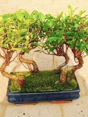 ficus bonsai tree jungle style set of 4 front