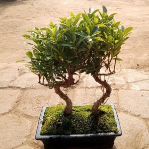 ficus bonsai tree set of 2 jungle style front