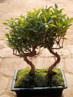 ficus bonsai tree set of 2 jungle style front