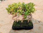 ficus bonsai tree set of 3 jungle Style