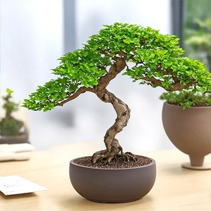 Premium Bonsai Trees Collection