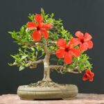 hibiscus-bonsai-tree