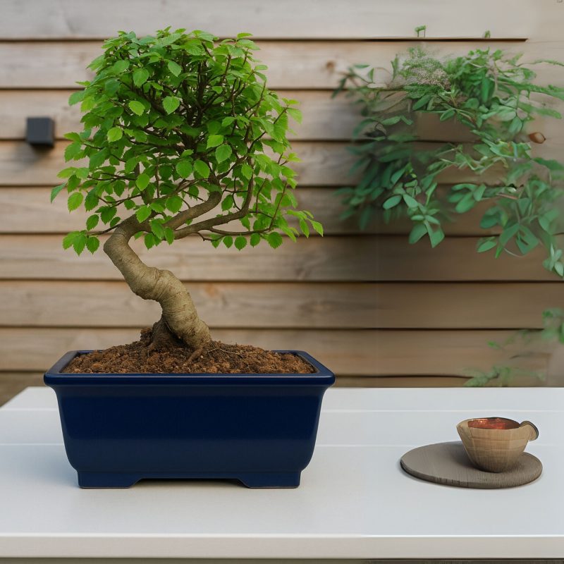 Chinese Elm Bonsai Tree 6 Years Old 30 cm - Image 2