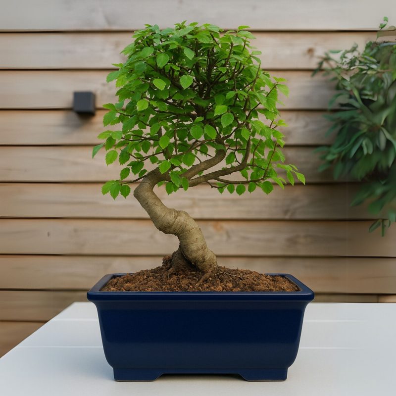 Chinese Elm Bonsai Tree 6 Years Old 30 cm - Image 3