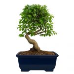 Chinese Elm Bonsai Tree