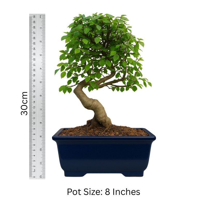 Chinese Elm Bonsai Tree 6 Years Old 30 cm - Image 4