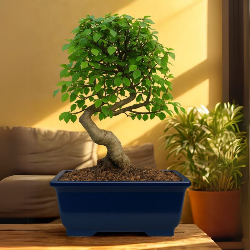 Chinese Elm Bonsai Tree 6 Years Old 30 cm - Image 5
