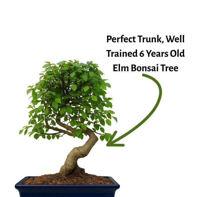 Chinese Elm Bonsai Tree 6 Years Old 30 cm - Image 6