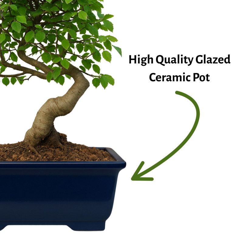 Chinese Elm Bonsai Tree 6 Years Old 30 cm - Image 7