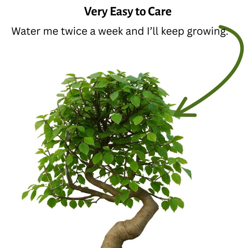 Chinese Elm Bonsai Tree 6 Years Old 30 cm - Image 8