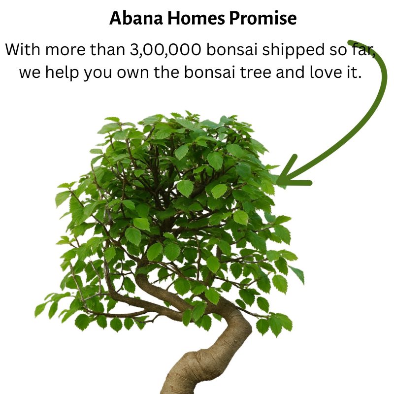 Chinese Elm Bonsai Tree 6 Years Old 30 cm - Image 9