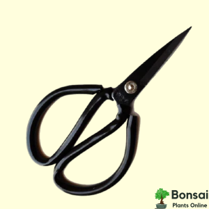 Bonsai Shears 6.5 Inches (Multi-Color)
