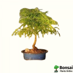 Tamarind Bonsai Tree