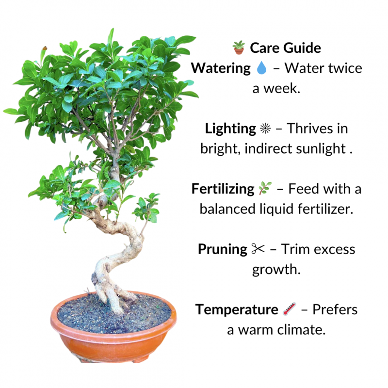 Ficus Microcarpa Bonsai Tree 70 cm - Image 7