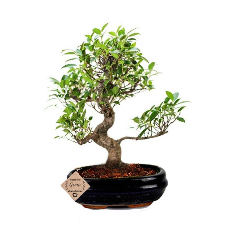 Ficus Bonsai Plant 4 Years Old 12 Inches 30 cm - Image 2