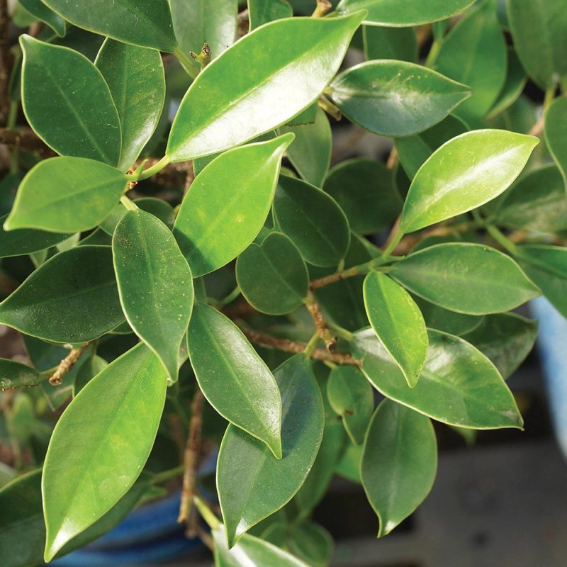 Rakhi Gifts Ficus Plant Bonsai - Image 3