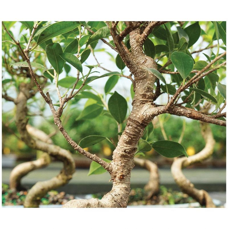 Rakhi Gifts Ficus Plant Bonsai - Image 2