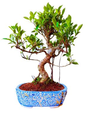 Aerial Roots S-shaped Ficus Bonsai Plant 12 Years