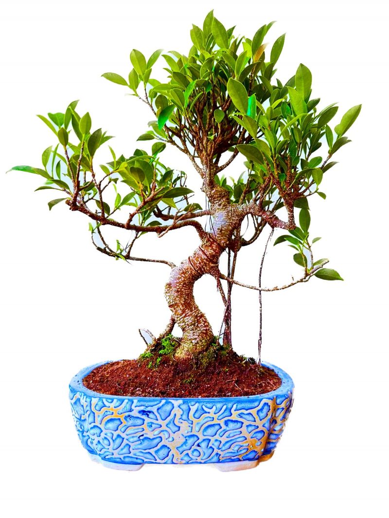 Aerial Roots S-shaped Ficus Bonsai Plant 12 Years
