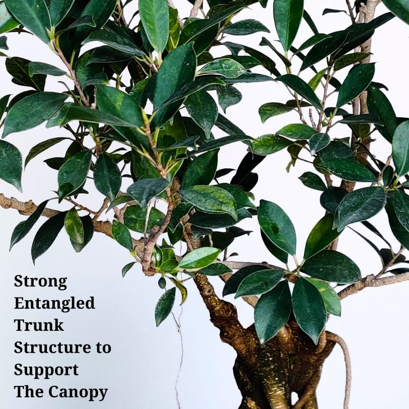 Aerial Root Ficus Bonsai Tree - 12 Years Canopy Style - Image 2