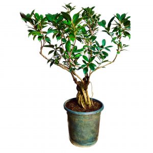 Aerial Root Ficus Bonsai Tree - 12 Years Canopy Style