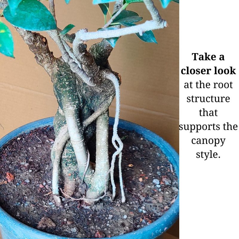 Aerial Root Ficus Bonsai Tree - 12 Years Canopy Style - Image 4