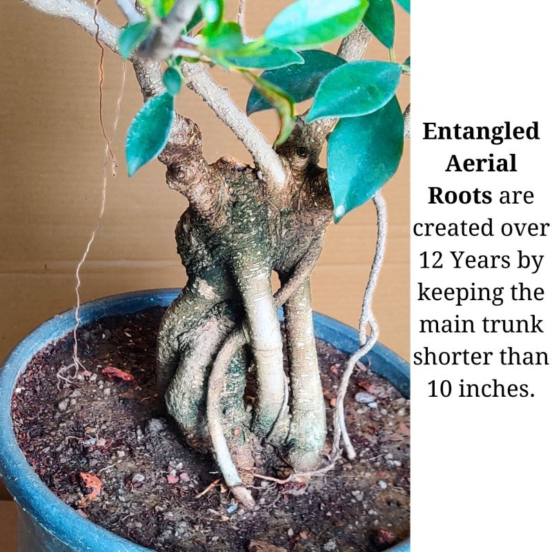 Aerial Root Ficus Bonsai Tree - 12 Years Canopy Style - Image 5