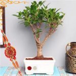 Rakhi Gifts Ficus Plant Bonsai