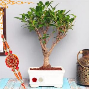 Rakhi Gifts Ficus Plant Bonsai