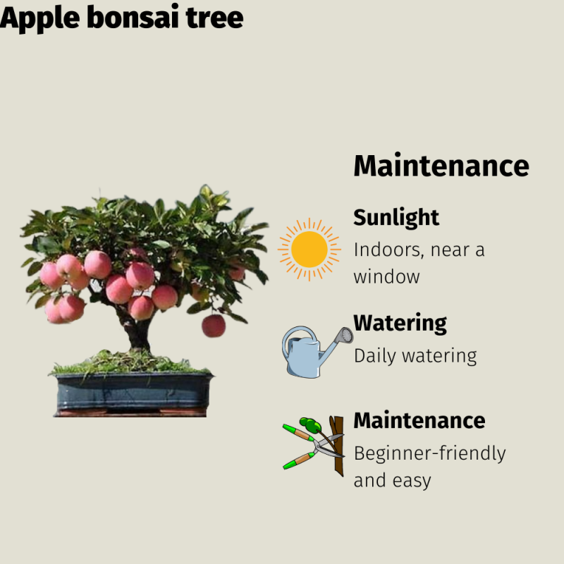 Apple Bonsai Tree - Image 4