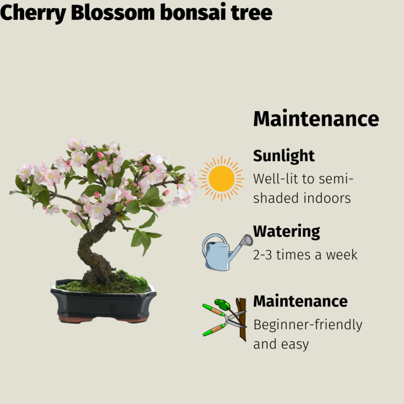 Cherry Blossom Bonsai (Prunus) - Image 4