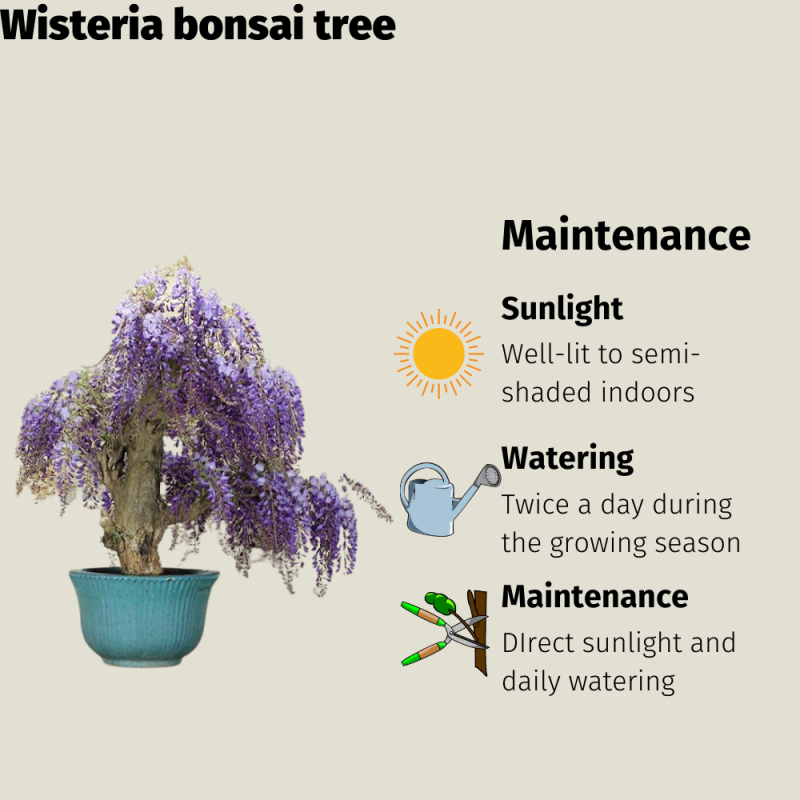 Wisteria Bonsai Tree - Image 4