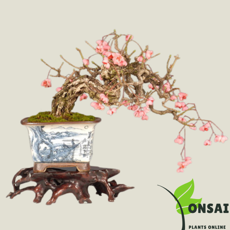 Spindle Bonsai Tree (Euonymous Bonsai) - Image 4