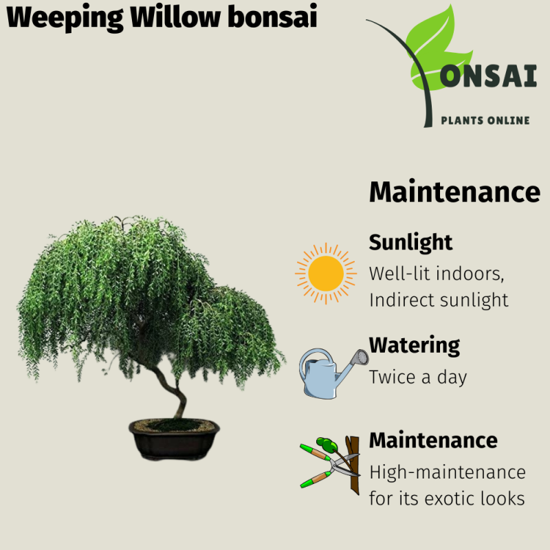 Weeping Willow Bonsai Tree - Image 2